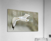 Seagull Acrylic Print
