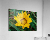 20210414IMG 8082 Acrylic Print