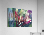 20210508IMG 9264 Acrylic Print