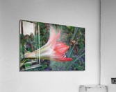 20210513IMG 9605 Acrylic Print