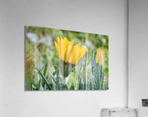 20210414IMG 8078 Acrylic Print