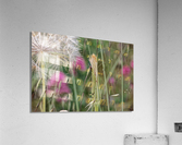 20210410IMG 8577 Acrylic Print