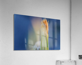 20210409IMG 8490 Acrylic Print