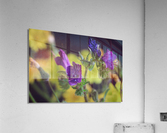 DC IMG 2707 Acrylic Print