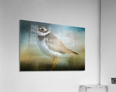 Semipalmated Plover Acrylic Print