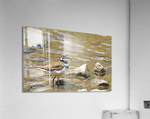 Wading Killdeer Acrylic Print