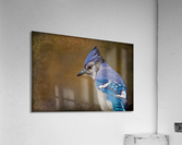Blue Jay with texture Acrylic Print