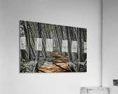 Boardwalk in the Woods Acrylic Print