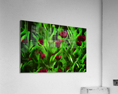 Poppies  Acrylic Print