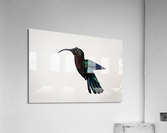 Hummingbird - 2 Acrylic Print
