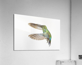 Hummingbird - 1 Acrylic Print