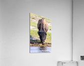 Bison-Reflections Acrylic Print