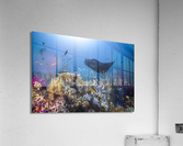 Manta reef on the reef Acrylic Print