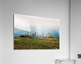 Where The Antelope Roam Acrylic Print