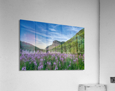 Fireweed at La Grand Falaise Acrylic Print