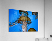 Orange Glow Acrylic Print