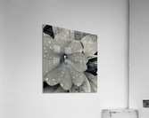 8DF11503 D7DB 4C22 9B4E 95868F230A85 Acrylic Print