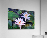 Water Lilies Acrylic Print