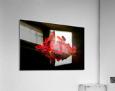 Rose Petals Acrylic Print