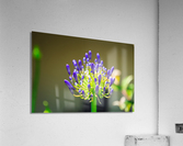 Agapanthus Acrylic Print