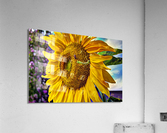 Sunflower Creative  Acrylic Print