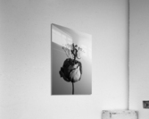 SYMBIOSIS Acrylic Print