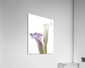 Diaphanes  Acrylic Print