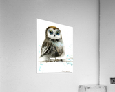 Little owl on a branch 4  Acrylic Print