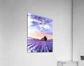 Lavender field  Acrylic Print