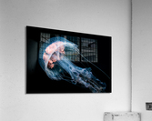 Jellyfish Pelagia Noctiluca - Taken at Gordo Banks near Cobo San Lucas  Acrylic Print