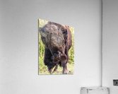 Shake It Off Acrylic Print