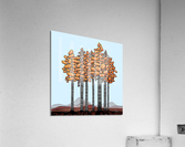 Birch Stand Acrylic Print
