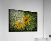 partners Acrylic Print