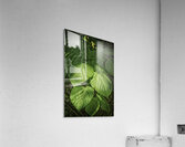 plant study Acrylic Print