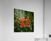 visitor two Acrylic Print