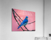 Mountain Bluebird  Acrylic Print
