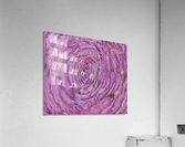pink rose Acrylic Print