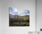 Bison Valley Acrylic Print