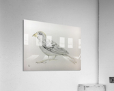 Bird Acrylic Print