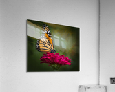 Butterfly 1  Acrylic Print
