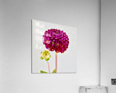 Softly Dahlia Acrylic Print
