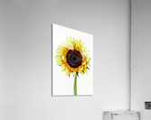Sunny Sunflower Acrylic Print