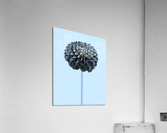 Oh Sweet Dahlia  Acrylic Print