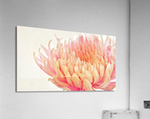 Sweet Blush Acrylic Print