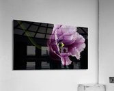 Tulipa Acrylic Print