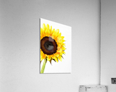 Hello Sunshine  Acrylic Print