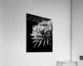 In Full Bloom Acrylic Print