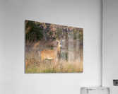 Buck Acrylic Print