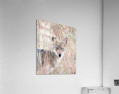 Little Coyote Acrylic Print