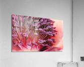 Blushing Poppy Acrylic Print